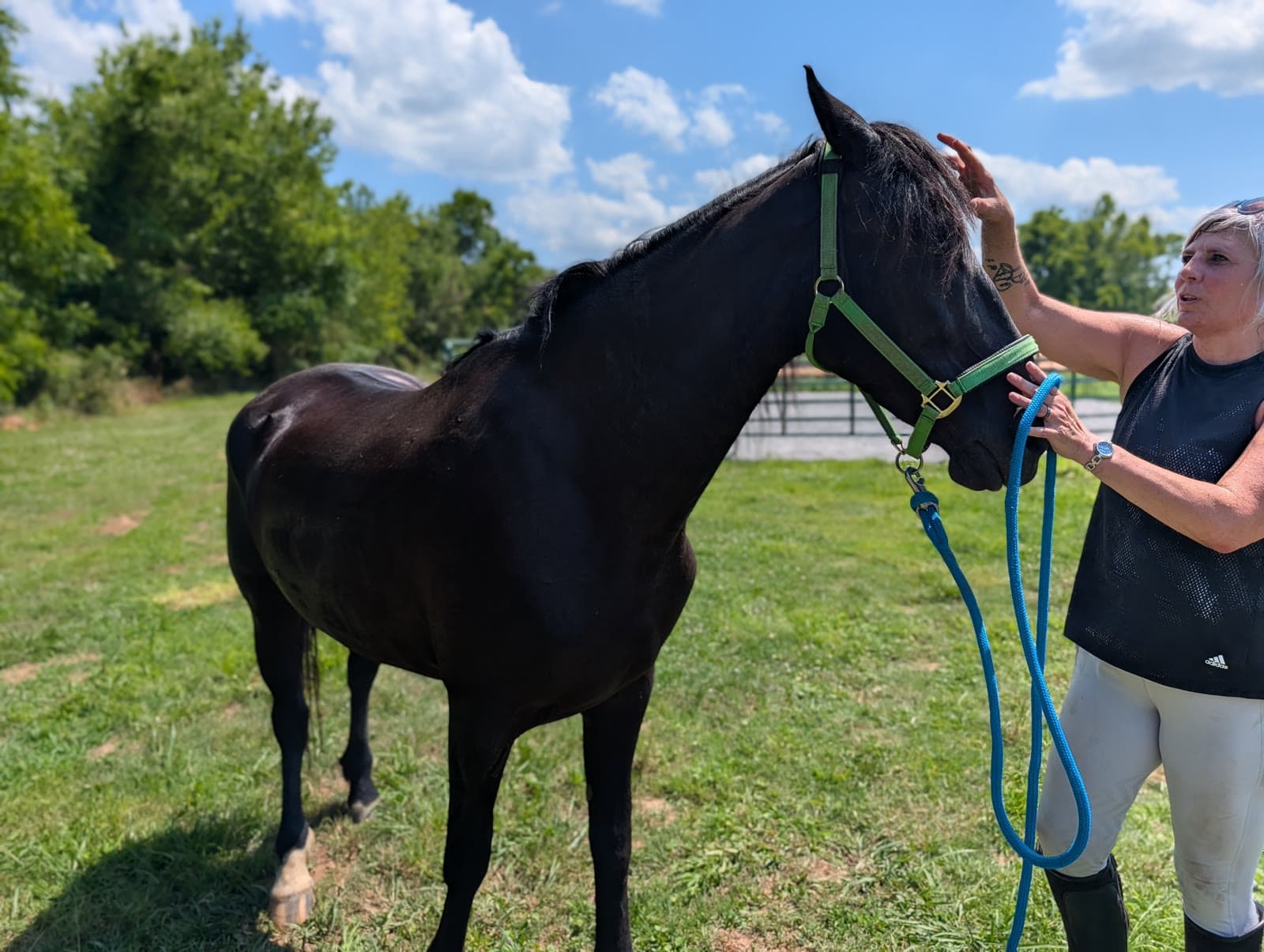 A horse receiving hands-on attention at River Creek Stables