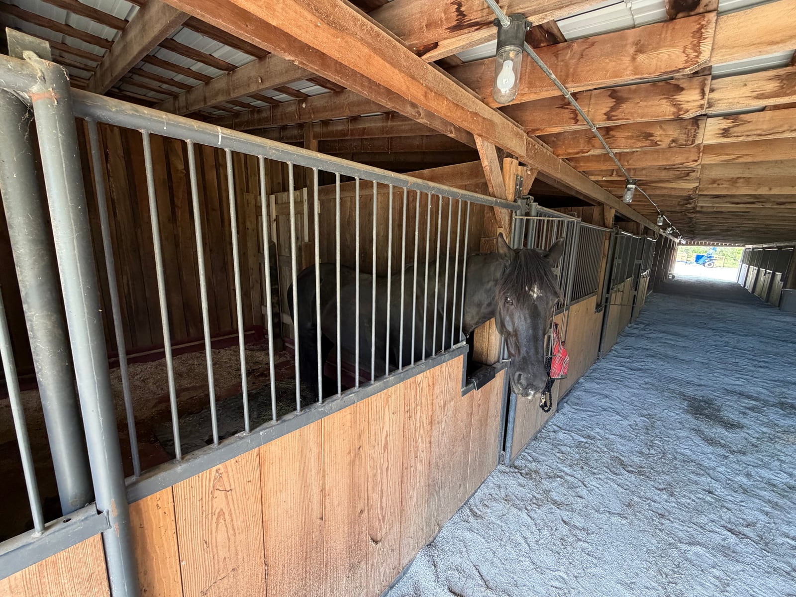 Boarded horse in a River Creek Stables stall